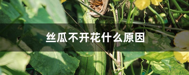 丝瓜不开花什么原因