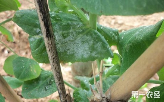 丝瓜白粉病怎么治？丝瓜白粉病的发生特点与防治方法