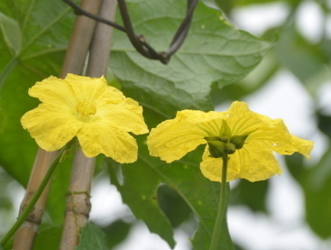 怎样保存丝瓜花