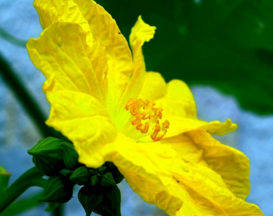 怎样保存丝瓜花