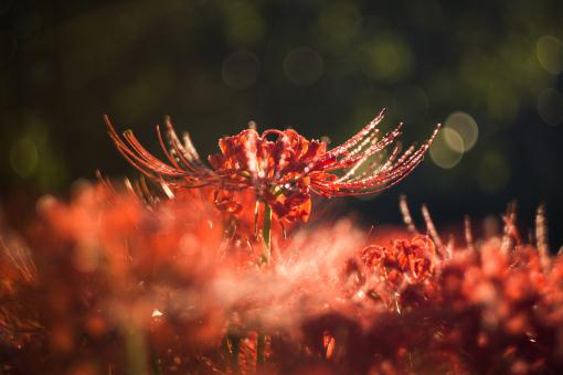 “彼岸之花”曼珠沙华的花语和传说是什么？和曼陀罗华的区别介绍