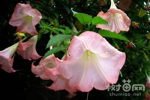 曼陀罗花种植方法
