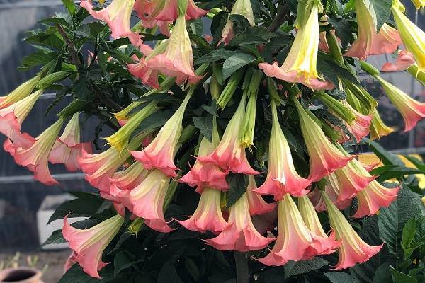 曼陀罗花图片 曼陀罗花长什么样子