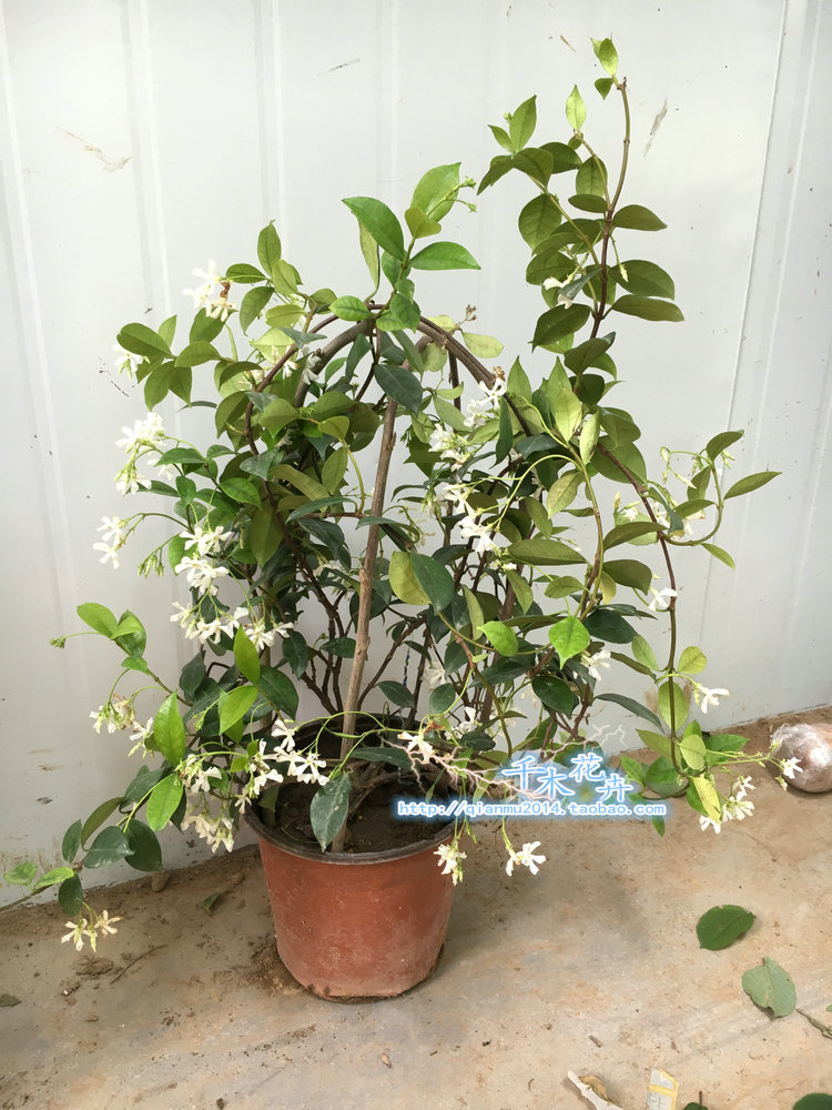 风车茉莉盆景图片