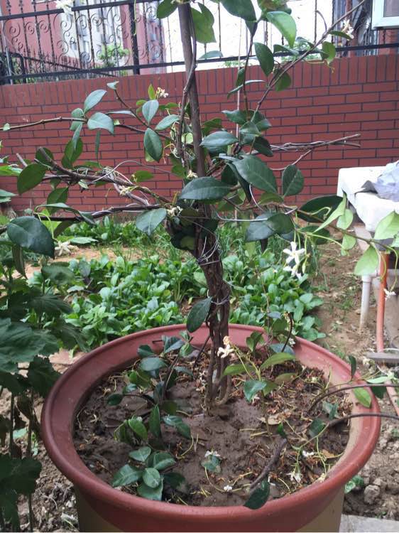 盆栽风车茉莉图片大全