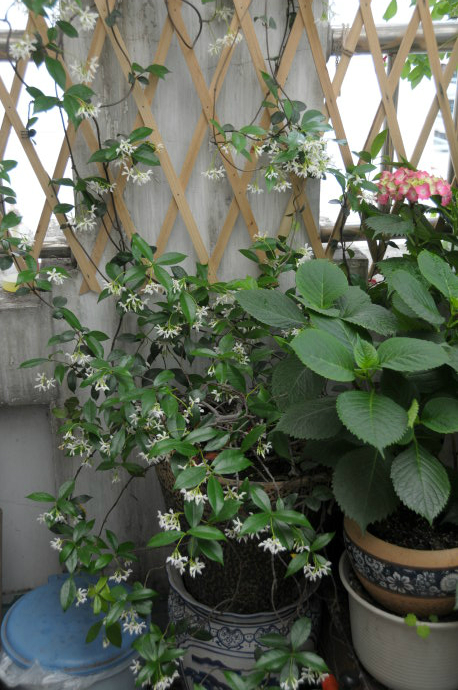 盆栽风车茉莉图片大全