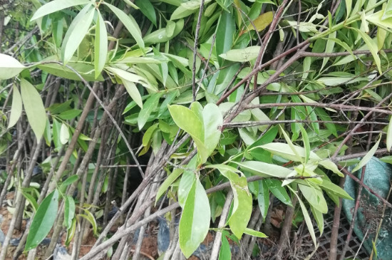 山竹树耐寒吗(山竹最低耐寒温度)