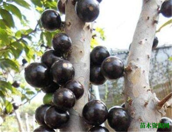山竹的营养价值和功效与作用 山竹树种植技术