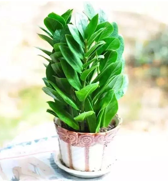 十二生肖旺财植物 鸿运当头蓬莱松一抹香