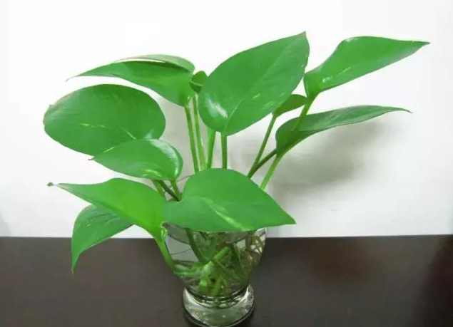 十二生肖旺财植物 鸿运当头蓬莱松一抹香