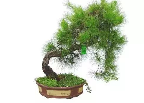 十二生肖旺财植物 鸿运当头蓬莱松一抹香