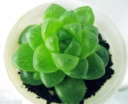 十二生肖旺财植物 鸿运当头蓬莱松一抹香