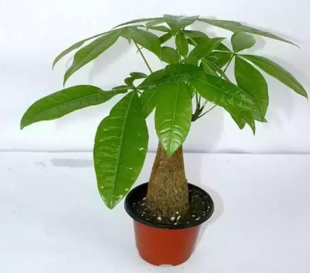 十二生肖旺财植物 鸿运当头蓬莱松一抹香