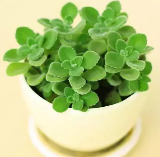 十二生肖旺财植物 鸿运当头蓬莱松一抹香