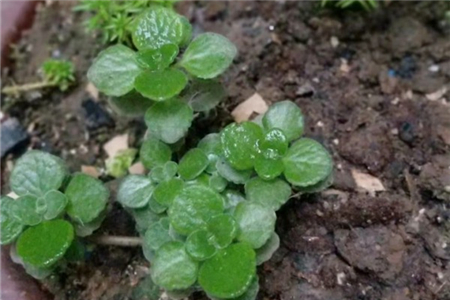 一抹香是什么植物，长什么样子
