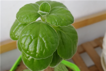 一抹香是什么植物，长什么样子