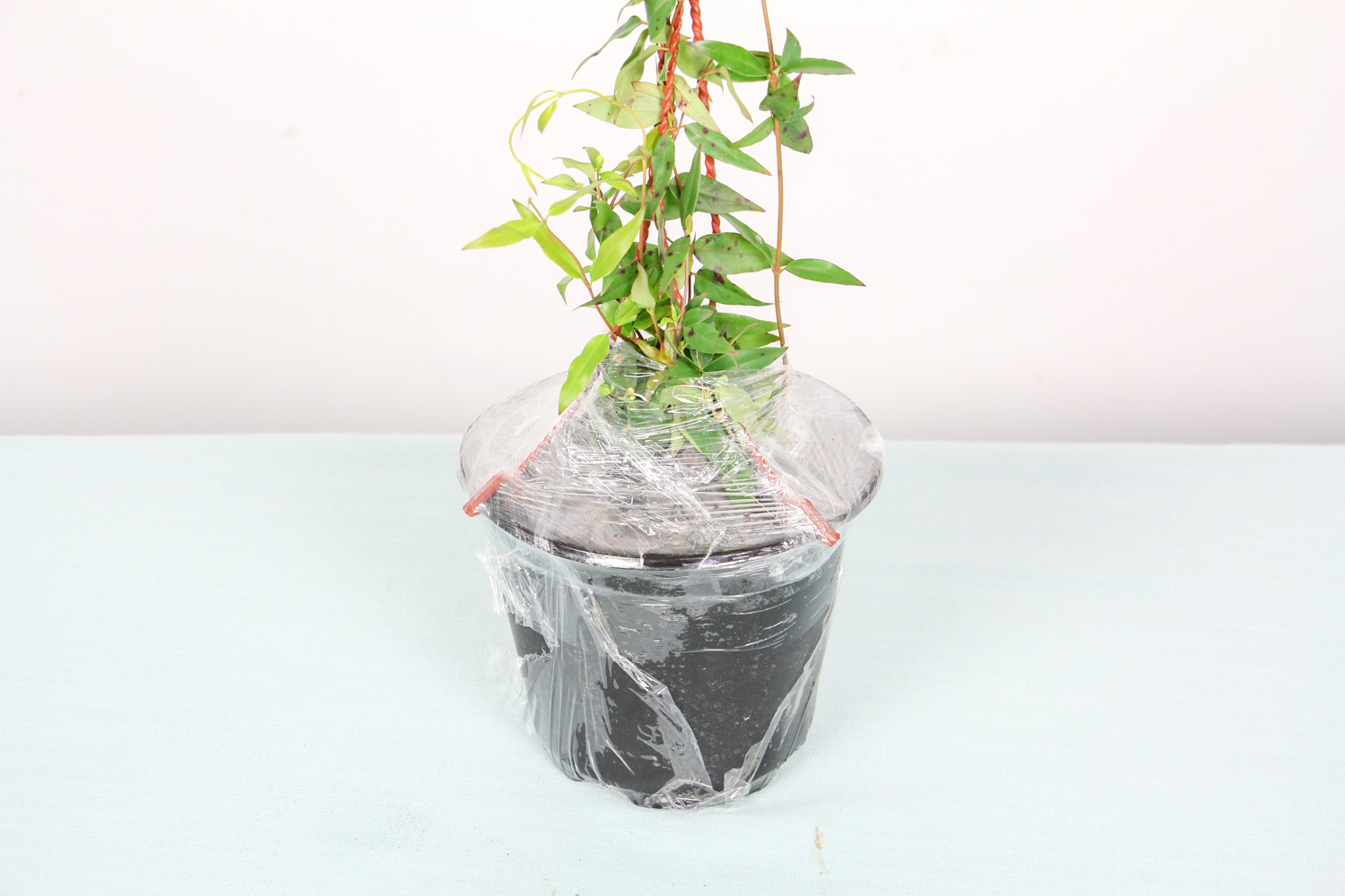 香水茉莉怎么养，适合室内养吗