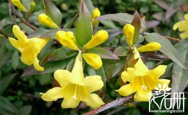 法国香水茉莉几月开花 花期长达半年
