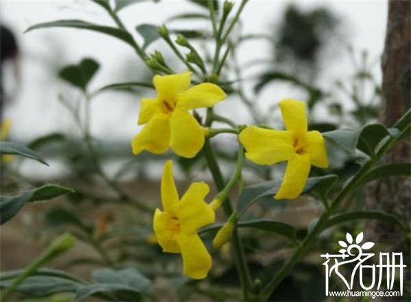 法国香水茉莉几月开花 花期长达半年