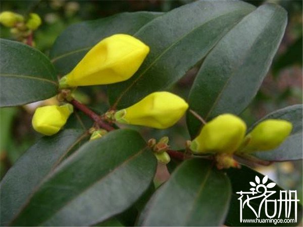 法国香水茉莉几月开花 花期长达半年
