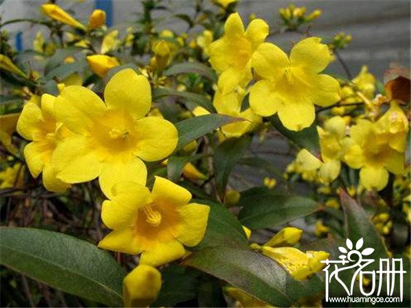 法国香水茉莉几月开花 花期长达半年