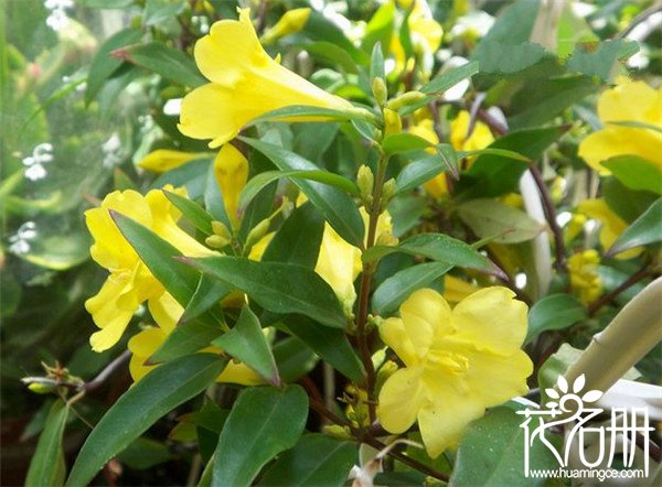 法国香水茉莉几月开花 花期长达半年