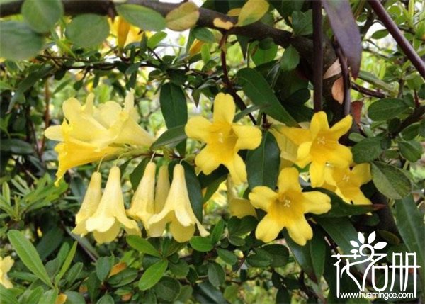 法国香水茉莉几月开花 花期长达半年