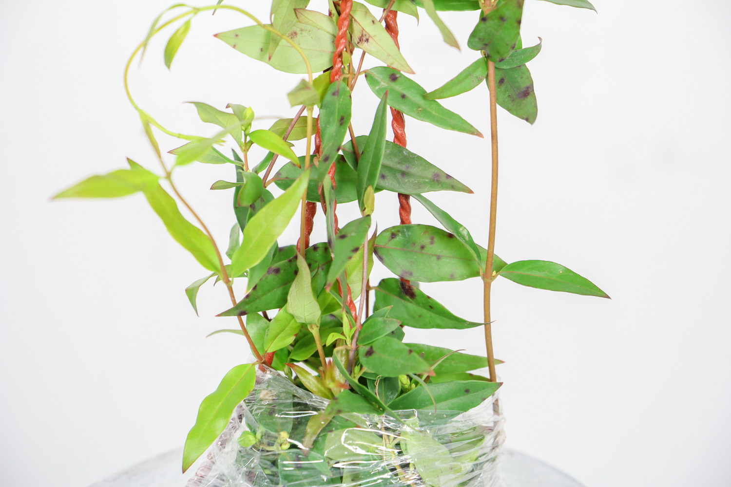 香水茉莉什么时候开花，适合室内养吗