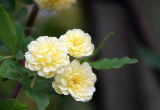 木香花盆栽如何养植，木香花的养殖方法和注意事项/光照足