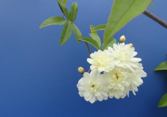 木香花盆栽如何养植，木香花的养殖方法和注意事项/光照足