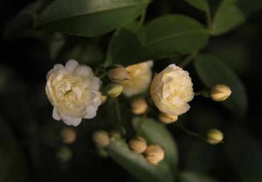 木香花盆栽如何养植，木香花的养殖方法和注意事项/光照足