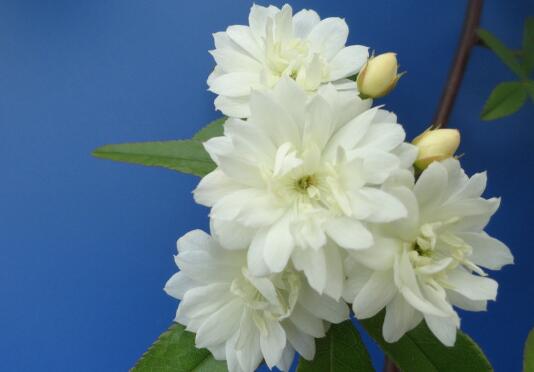 木香花盆栽如何养植，木香花的养殖方法和注意事项/光照足
