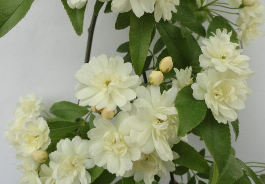 木香花盆栽如何养植，木香花的养殖方法和注意事项/光照足
