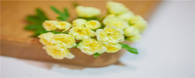 木香花常绿还是落叶