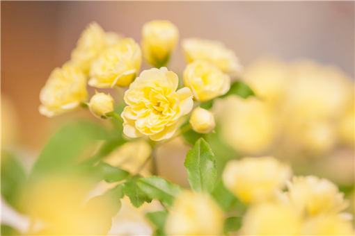 木香花常绿还是落叶