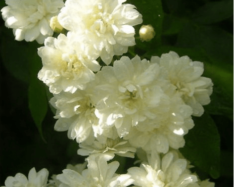 木香花的疾病防治