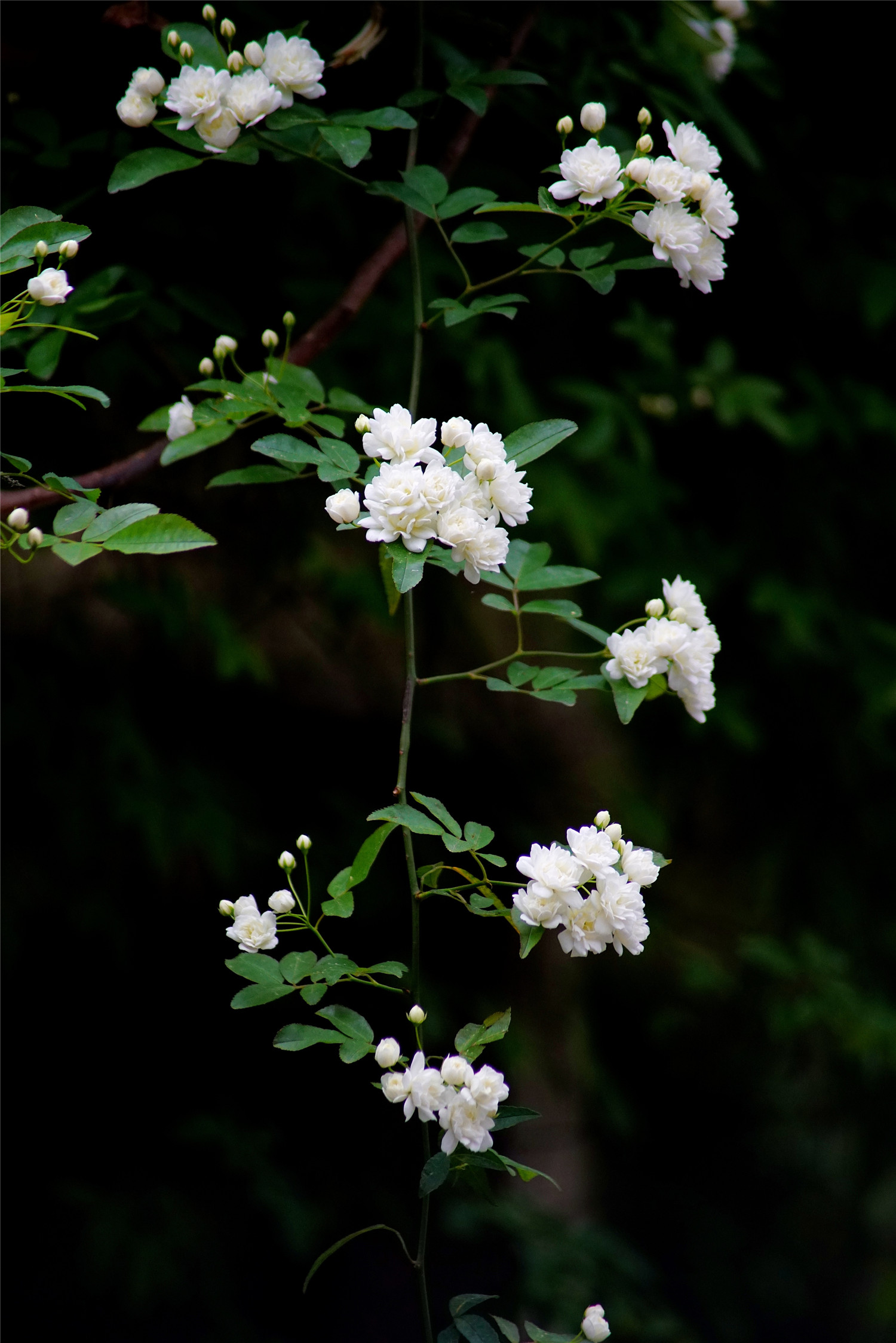 木香花只长枝不开花的原因