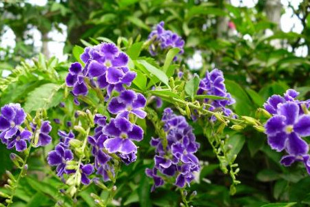 朋友送的蕾丝金露花怎么养