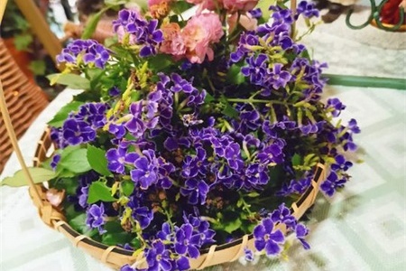 蕾丝金露花的养殖方法和注意事项