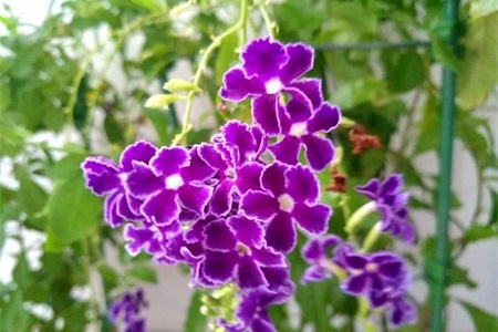蕾丝金露花的养殖方法和注意事项