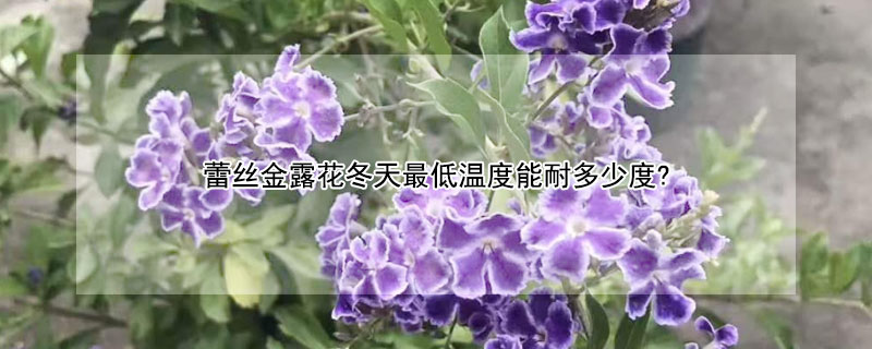 蕾丝金露花冬天最低温度能耐多少度？