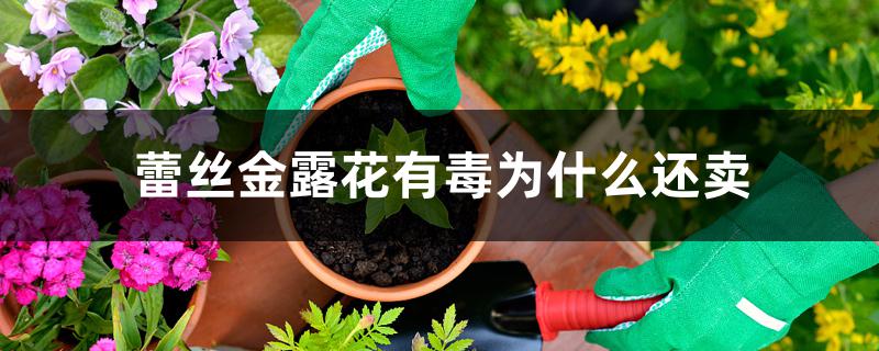 蕾丝金露花有毒为什么还卖