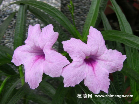 翠芦莉怎么养，掌握这7种养殖方法