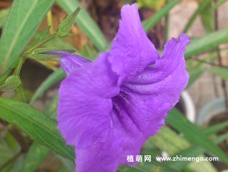 翠芦莉怎么养，掌握这7种养殖方法