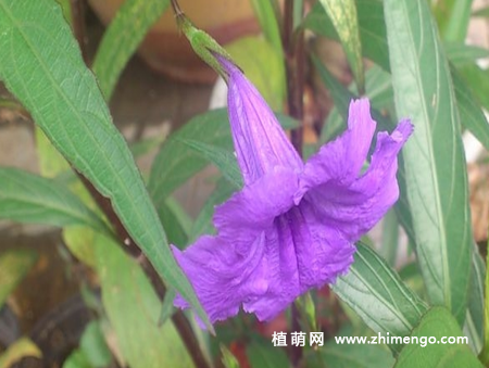 翠芦莉怎么养，掌握这7种养殖方法