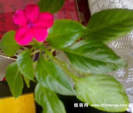 玻璃翠叶子发黄怎么办，4种原因和处理方法
