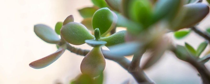 玻璃翠叶子软掉了怎么办