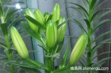 百合花蕾没开花就掉了怎么办