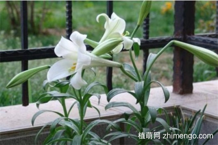 百合花蕾没开花就掉了怎么办
