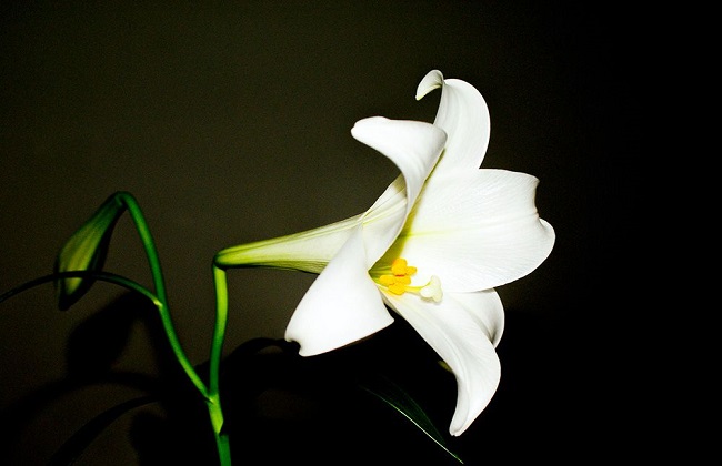 百合花常见的病虫害及防治措施
